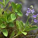 Veronica officinalis