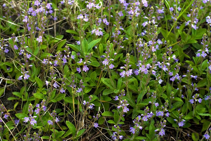 Veronica officinalis - © Charles Hipkin