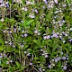 Veronica officinalis