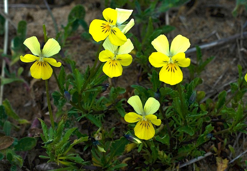 Viola tricolor subsp. curtisii - © Charles Hipkin