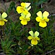 Viola tricolor subsp. curtisii