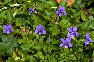 Viola riviniana Common Dog-violet