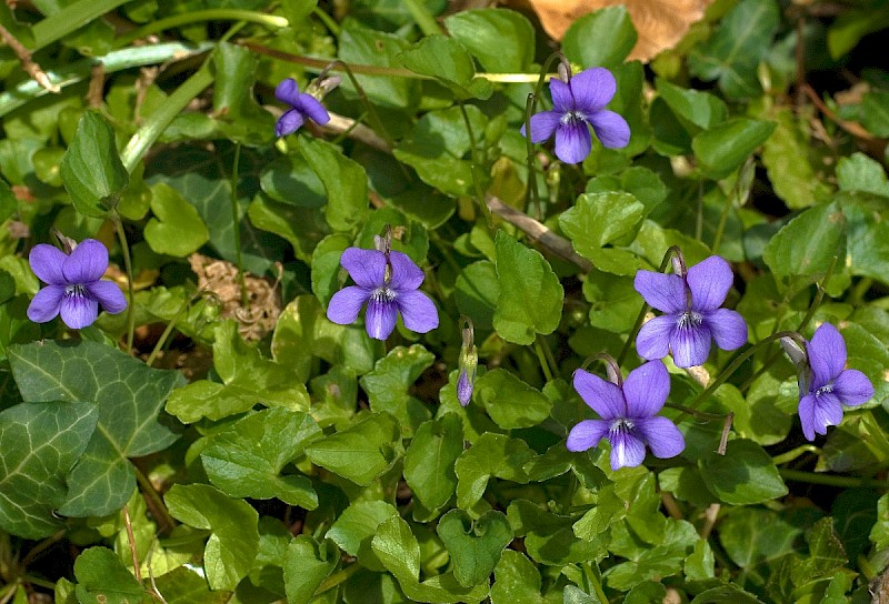 Viola riviniana - © Charles Hipkin