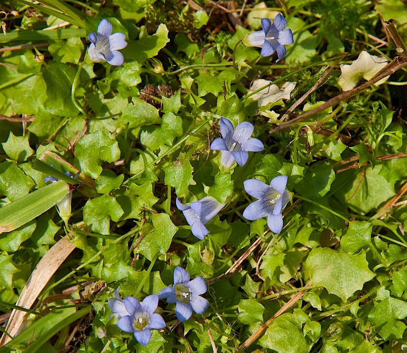 Wahlenbergia hederacea - © Charles Hipkin