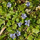 Wahlenbergia hederacea