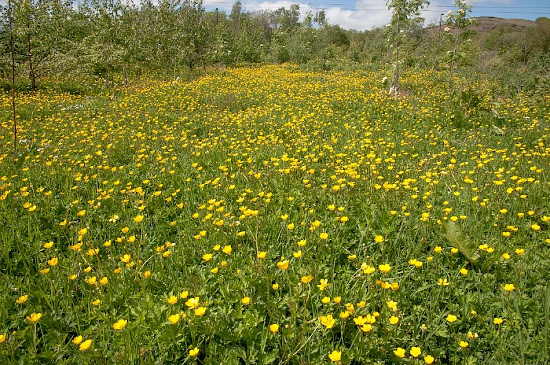 Ranunculus repens - © Charles Hipkin