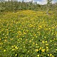 Ranunculus repens