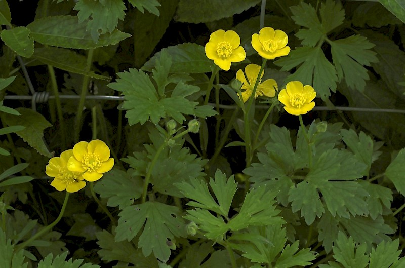 Ranunculus repens - © Charles Hipkin