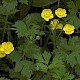 Ranunculus repens