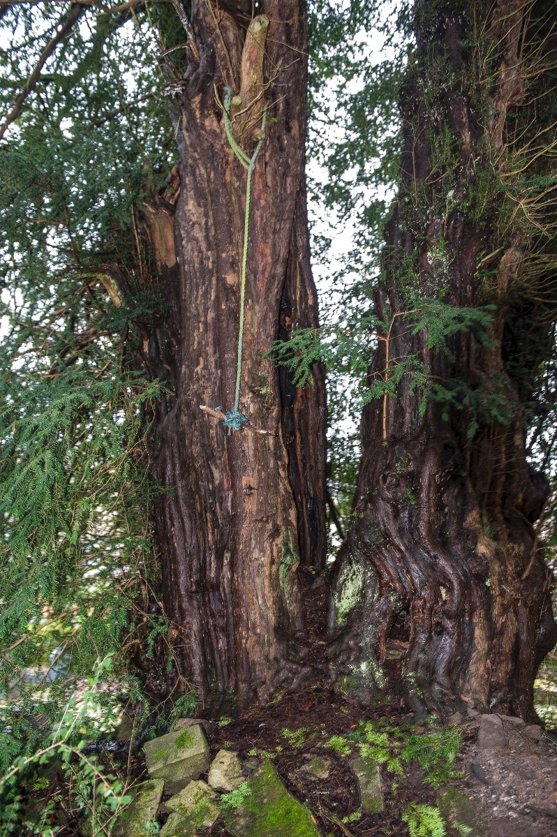 Taxus baccata - © Charles Hipkin