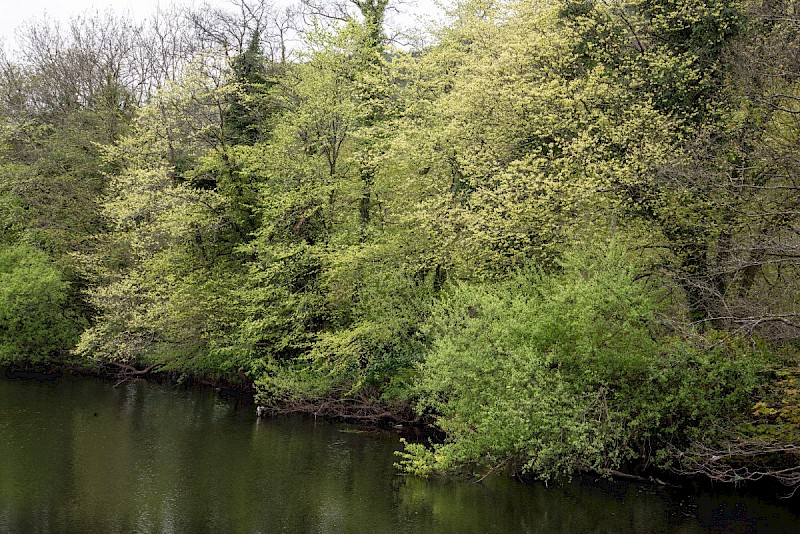 Ulmus glabra - © Charles Hipkin