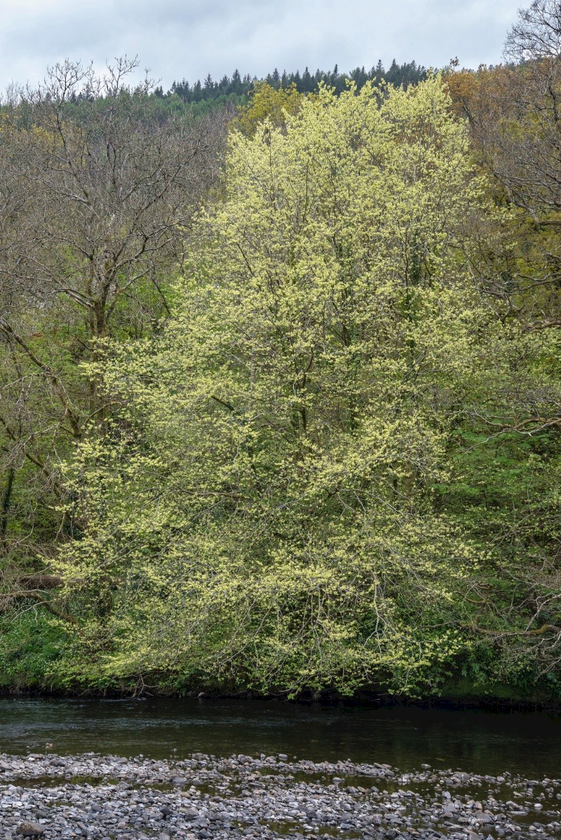 Ulmus glabra - © Charles Hipkin