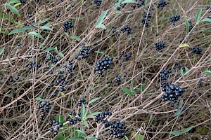 Ligustrum vulgare Wild Privet