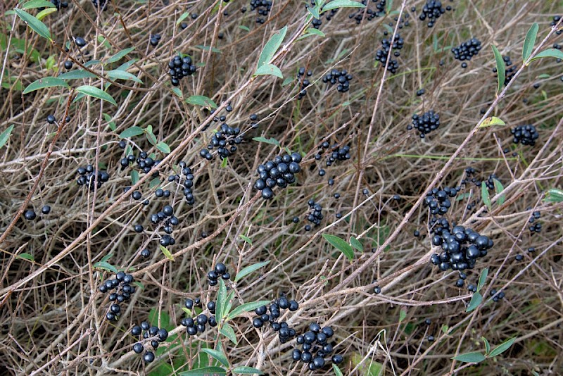 Ligustrum vulgare - © Charles Hipkin