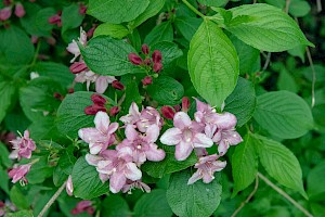 Weigela florida Weigelia