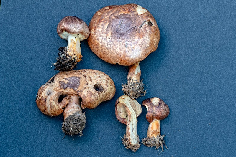 Agaricus porphyrizon - © Charles Hipkin