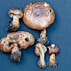 Agaricus porphyrizon