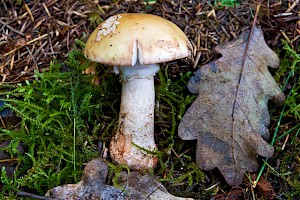 Amanita citrina 