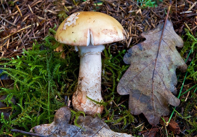 Amanita citrina - © Charles Hipkin