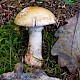 Amanita citrina