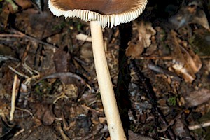 Amanita fulva Tawny Grisette