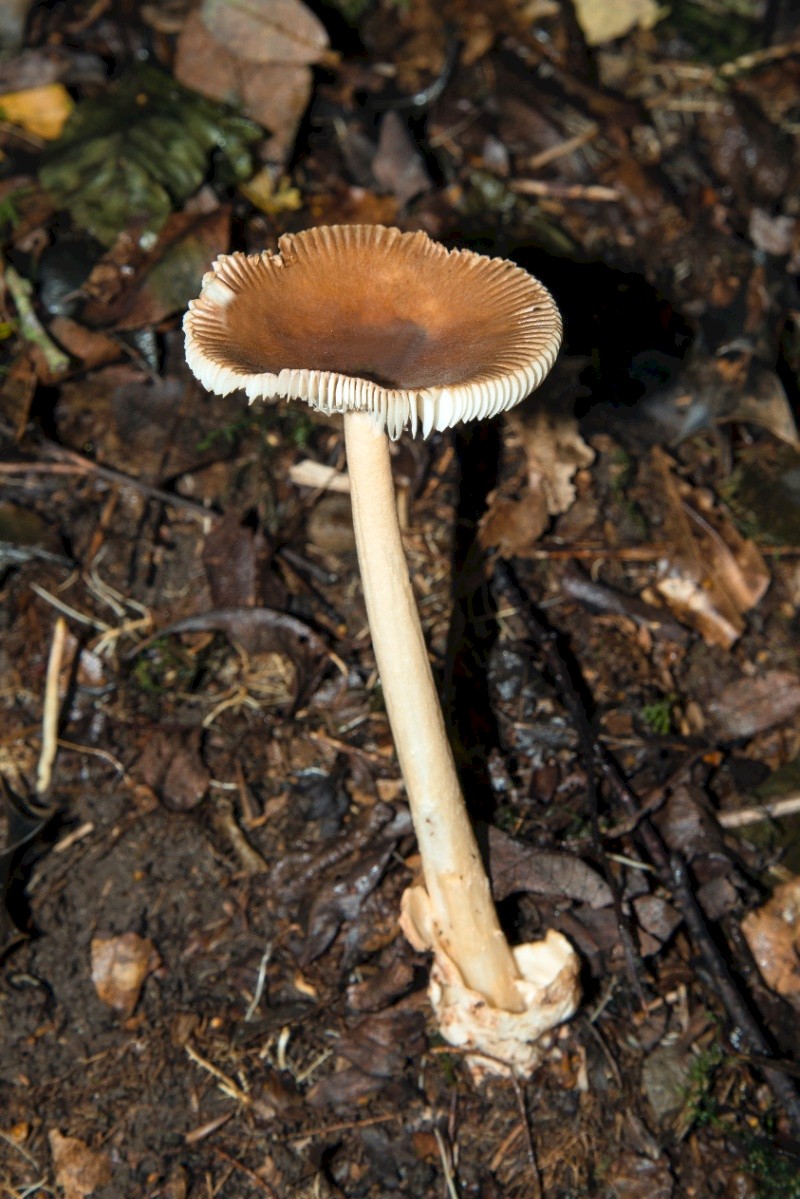 Amanita fulva - © Charles Hipkin