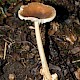 Amanita fulva