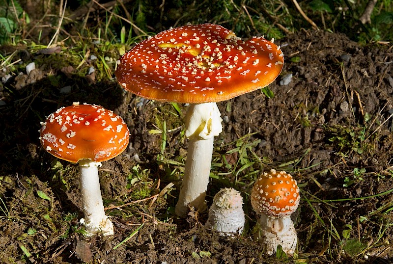 Amanita muscaria - © Charles Hipkin