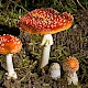 Amanita muscaria