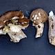 Amanita porphyria