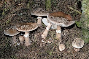 Amanita rubescens 