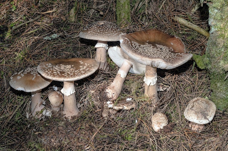 Amanita rubescens - © Charles Hipkin