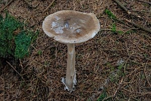 Amanita submembranacea 