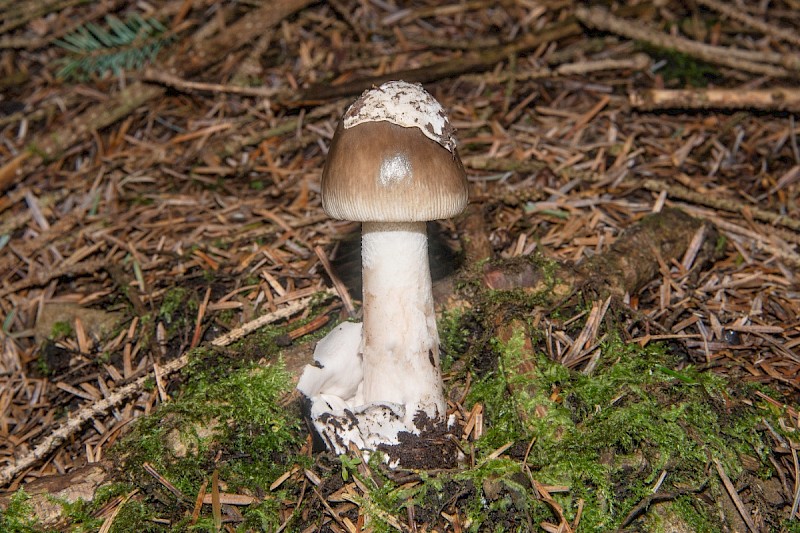 Amanita vaginata - © Charles Hipkin