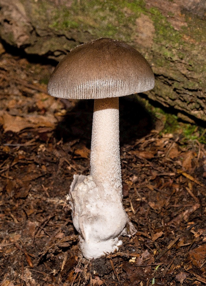 Amanita vaginata - © Charles Hipkin