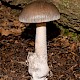 Amanita vaginata