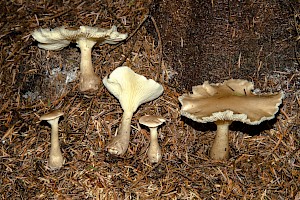 Ampulloclitocybe clavipes Club Foot