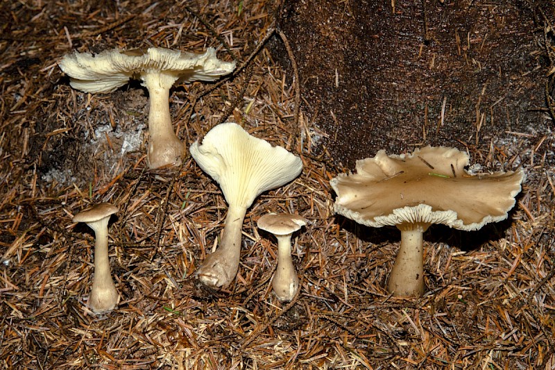 Ampulloclitocybe clavipes - © Charles Hipkin