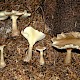 Ampulloclitocybe clavipes