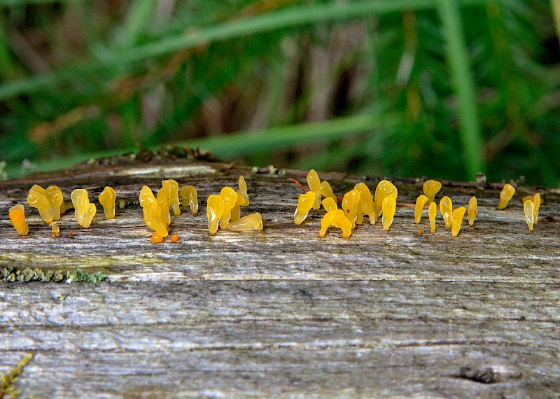 Calocera pallidospathulata - © Charles Hipkin