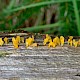 Calocera pallidospathulata