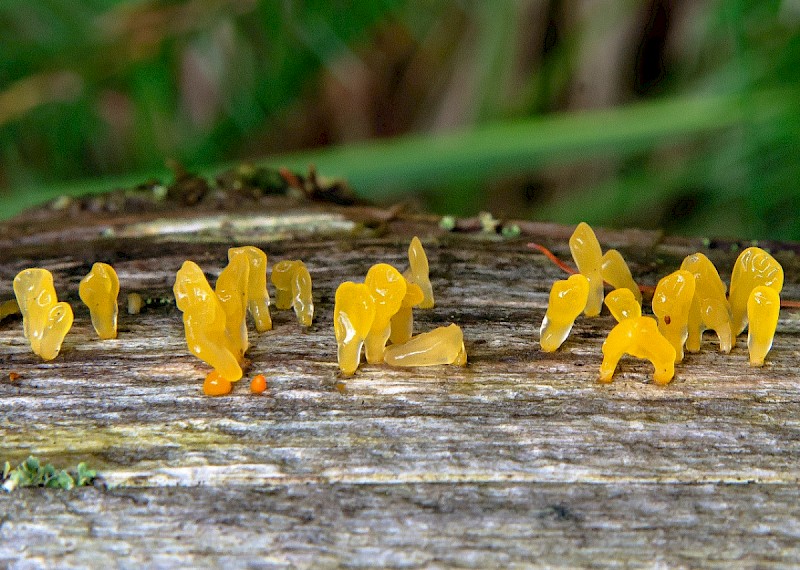 Calocera pallidospathulata - © Charles Hipkin