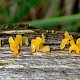 Calocera pallidospathulata