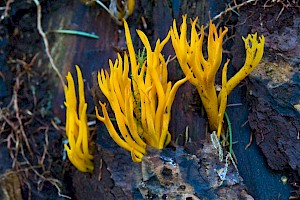 Calocera viscosa Yellow Stagshorn