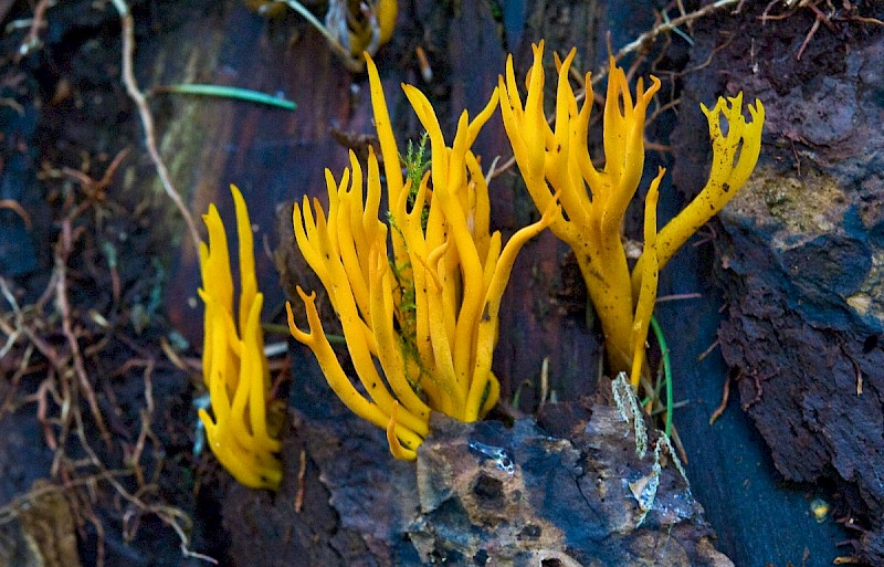 Calocera viscosa - © Charles Hipkin