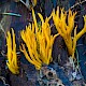 Calocera viscosa