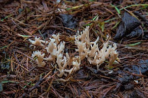 Clavulina coralloides Crested Coral