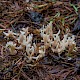 Clavulina coralloides