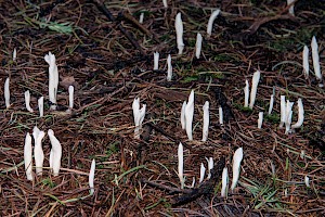 Clavulinaceae