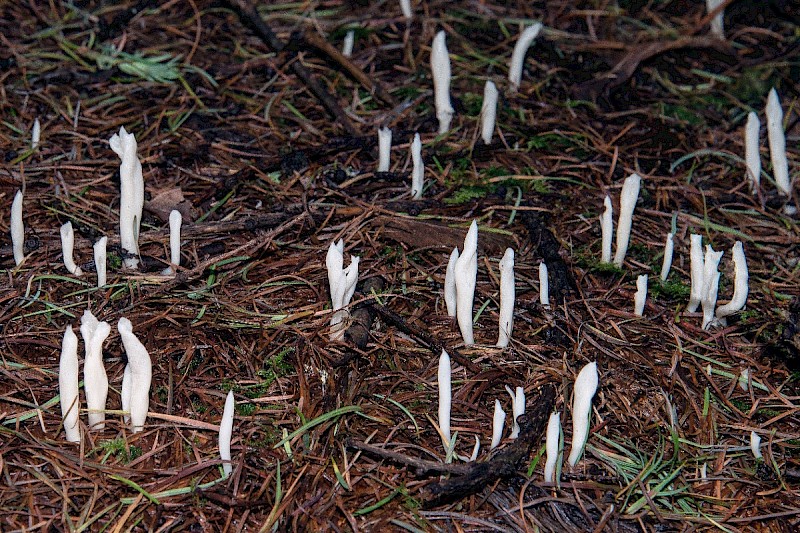 Clavulina rugosa - © Charles Hipkin